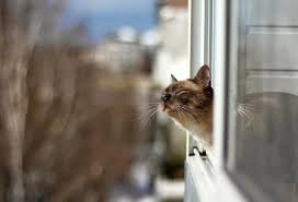 images (32)