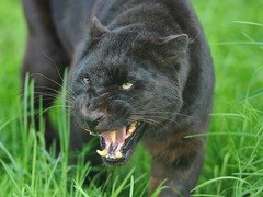 Puma cached 51151 2048x1536