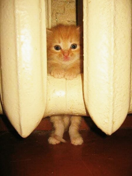 котенок 098000