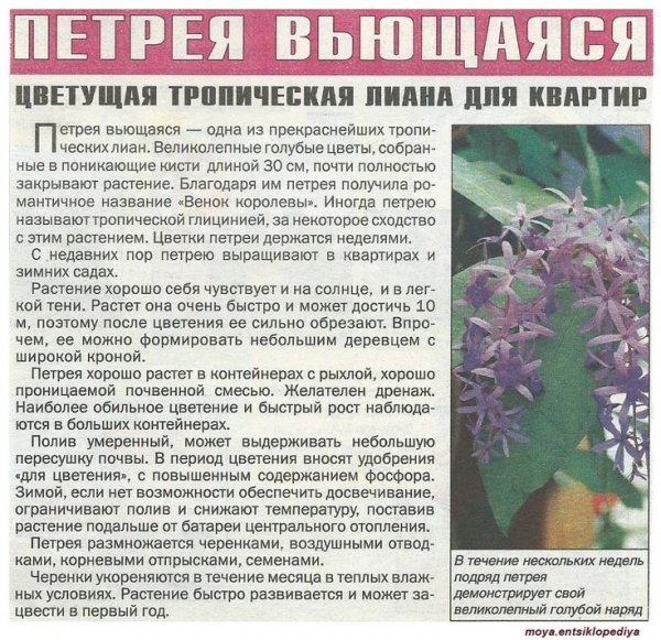 Петрея вьющаяся