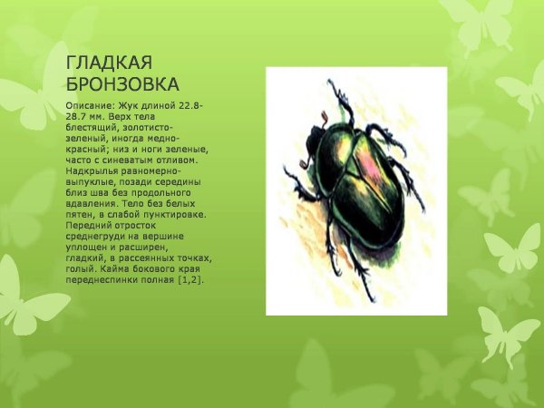 Гладкая бронзовка