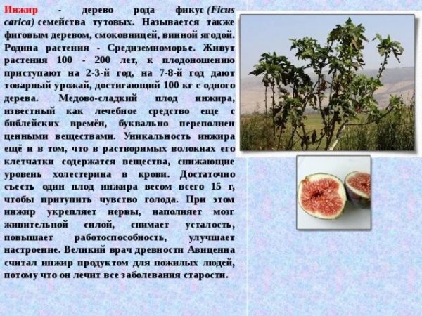 Инжир