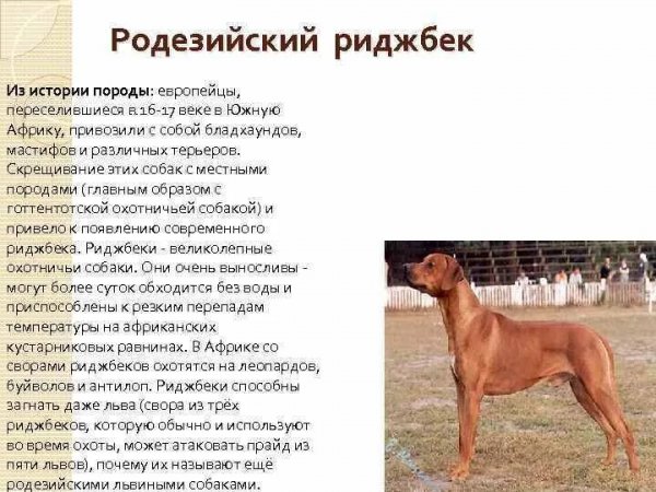 Родезийский риджбек