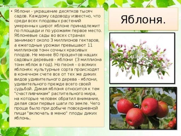 Яблоня