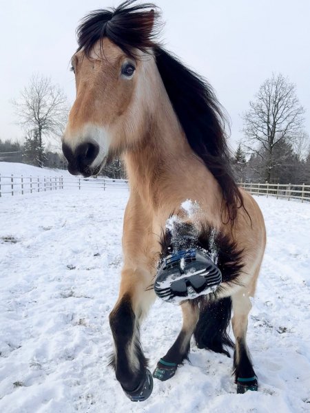 BEST HORSE