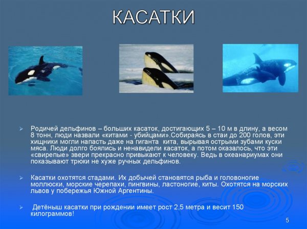 Касатки