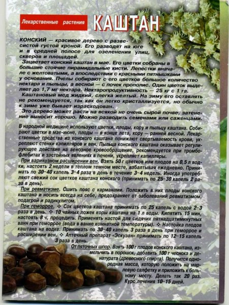 Каштан