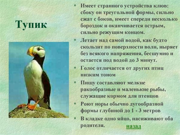 Тупик