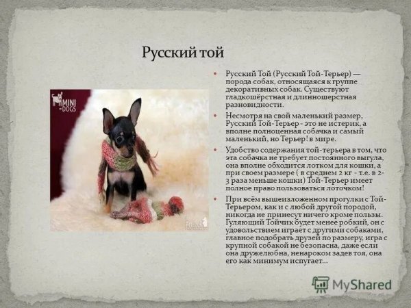 Русский той