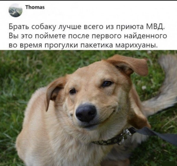Опаньки!