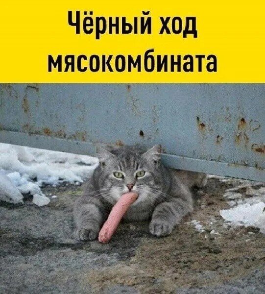 IMG 20250321 023541
