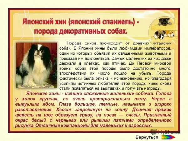 Японский хин