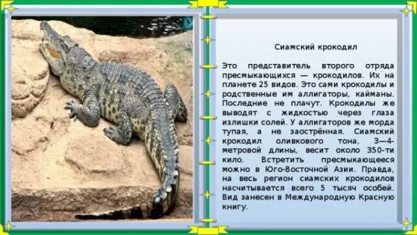 Сиамский крокодил
