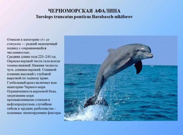Черноморская афалина
