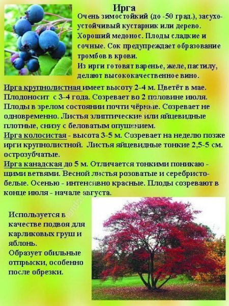 Irga