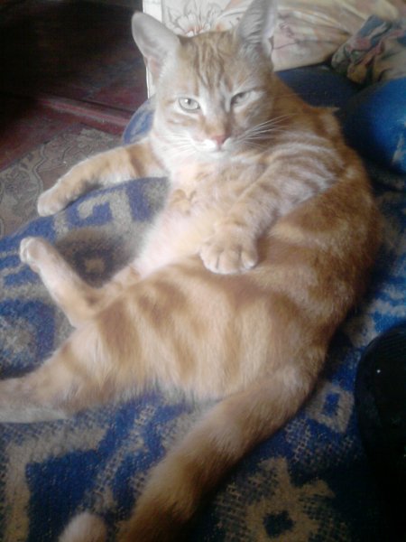 Кот