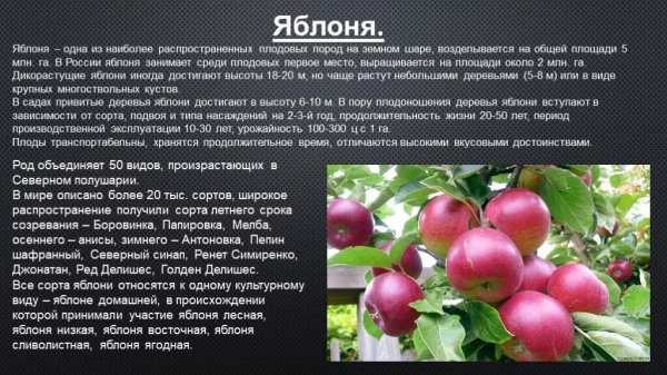 Яблоня
