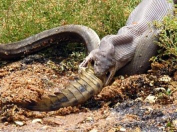 python eating croco