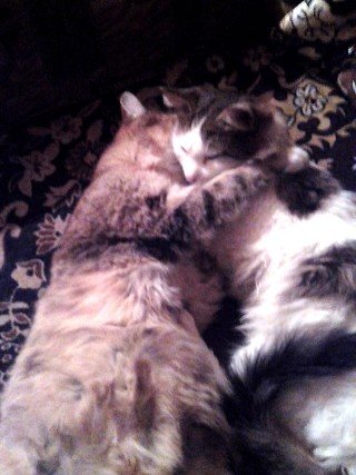 picsay