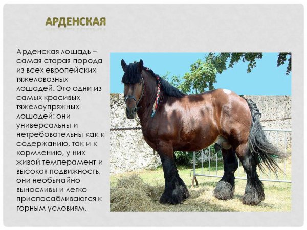 Арденская