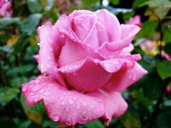 роза 164847