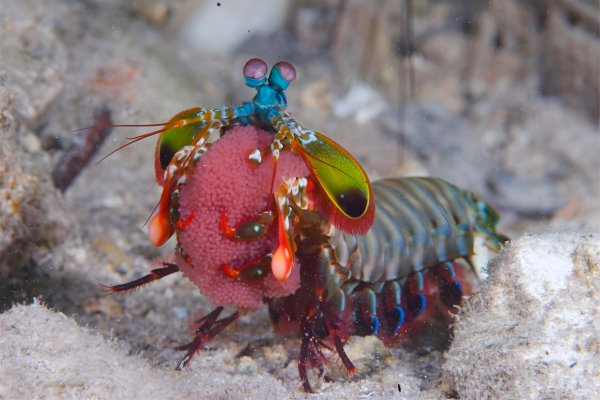 Рак-Богомол
