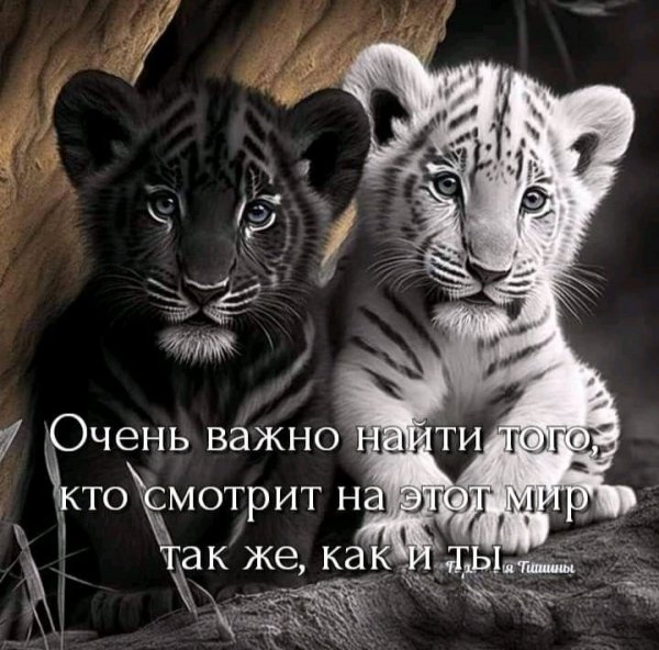 Мысли на двоих