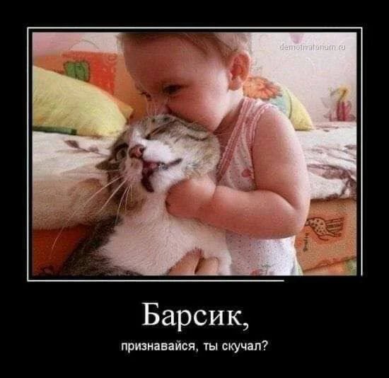 КотЭ)