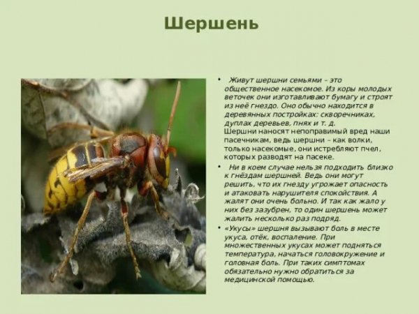 Шершень