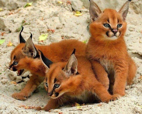 Котята Каракала