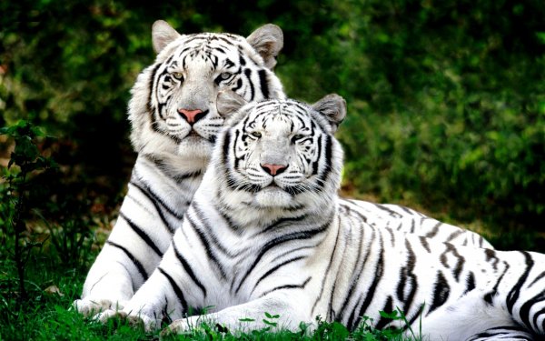 kartinki24 ru tigers 49