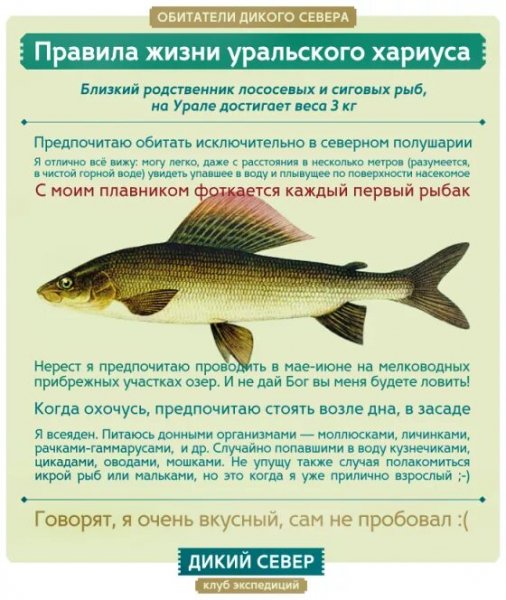 Уральский хариус