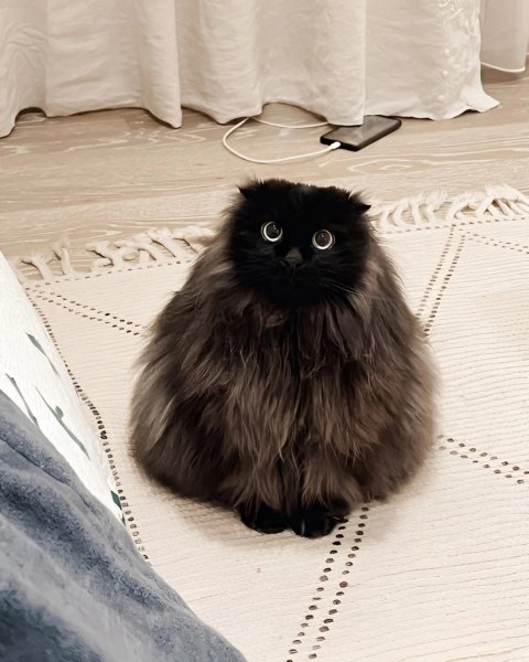 Котик5