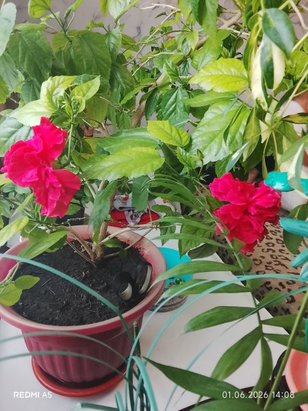 picture_413925060