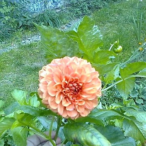 Ц6Фото