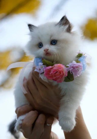 Котята~11