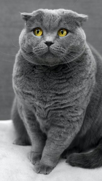 Красавчик Котэ - Шотландский вислоухий