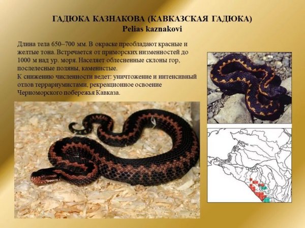 Кавказская гадюка