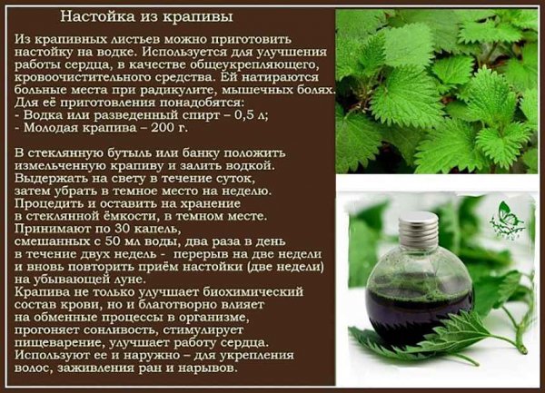 Настойка из крапивы