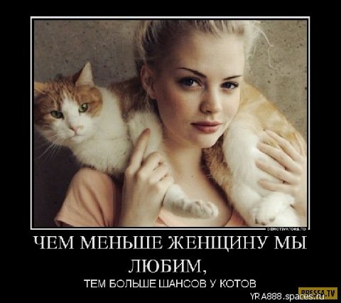 тем больше шансов у котов