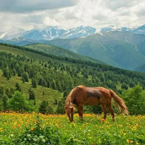 Горный Алтай