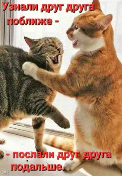 Оба - на!!!