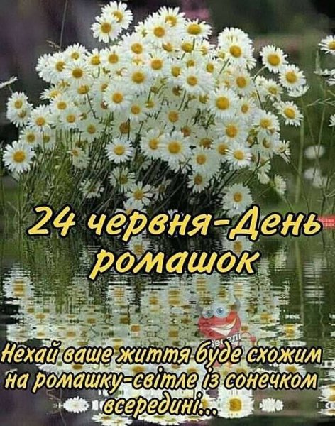 День Ромашок