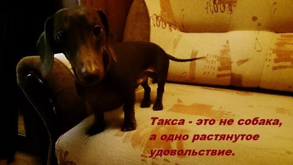Такса...