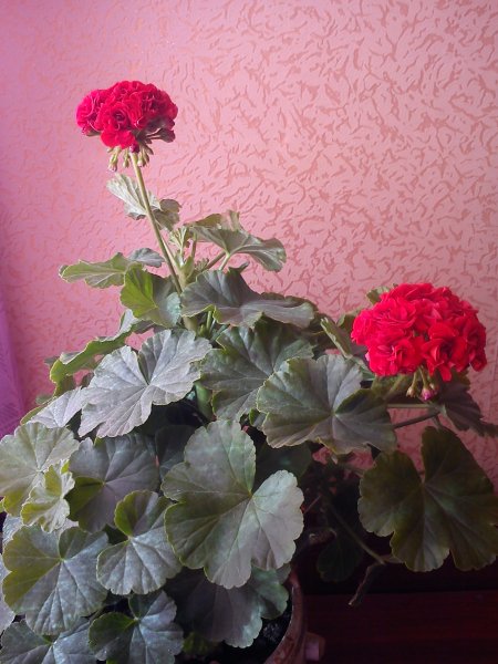Герань