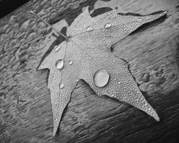Loren Kerns Leaf ZEdnRw