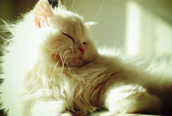 кошка