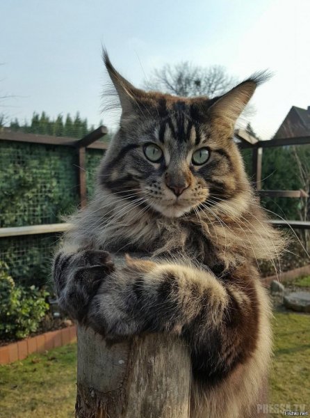 Сурьёзный котэ)