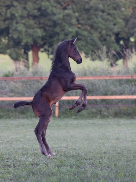 BEST HORSE