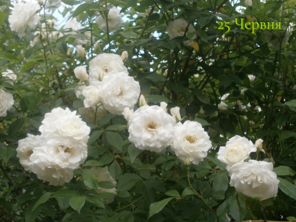 25 Червня